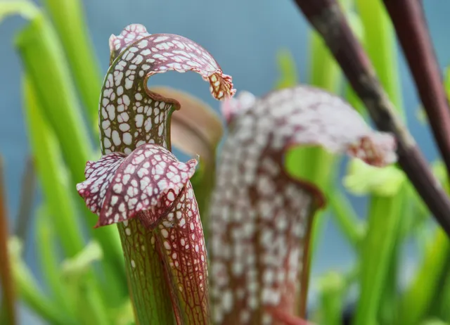 Carniflore Sarracenia x excellens plante carnivore blanche 50/60cm