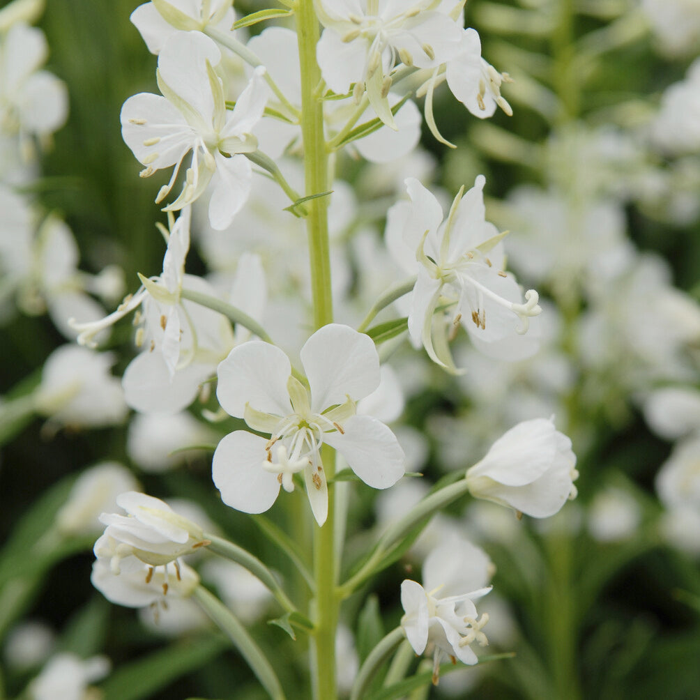 Bakker Épilobe blanche vivace mellifère pot Ø 9cm