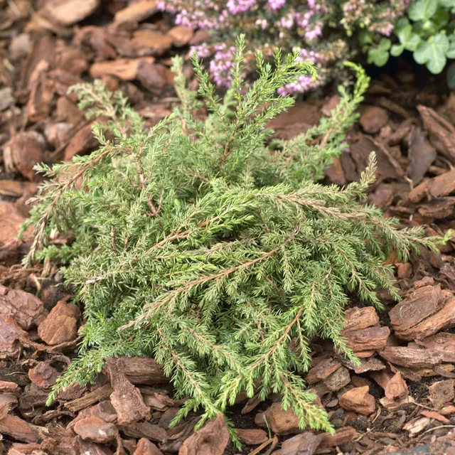 Bakker Genévrier Green Carpet couvre-sol 2L 25-30cm persistant