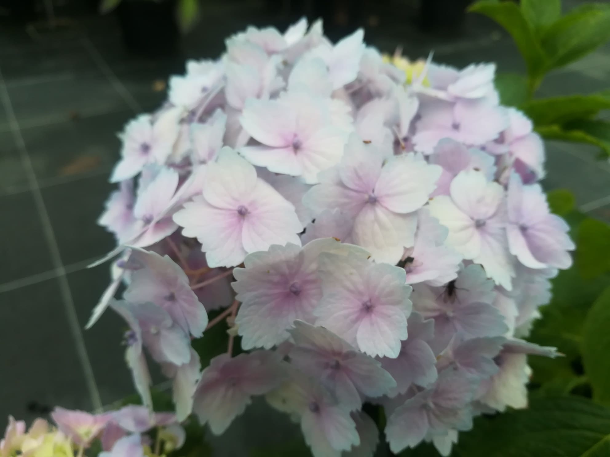 Frillibet Hydrangea macrophylla hortensia fleurs rondes