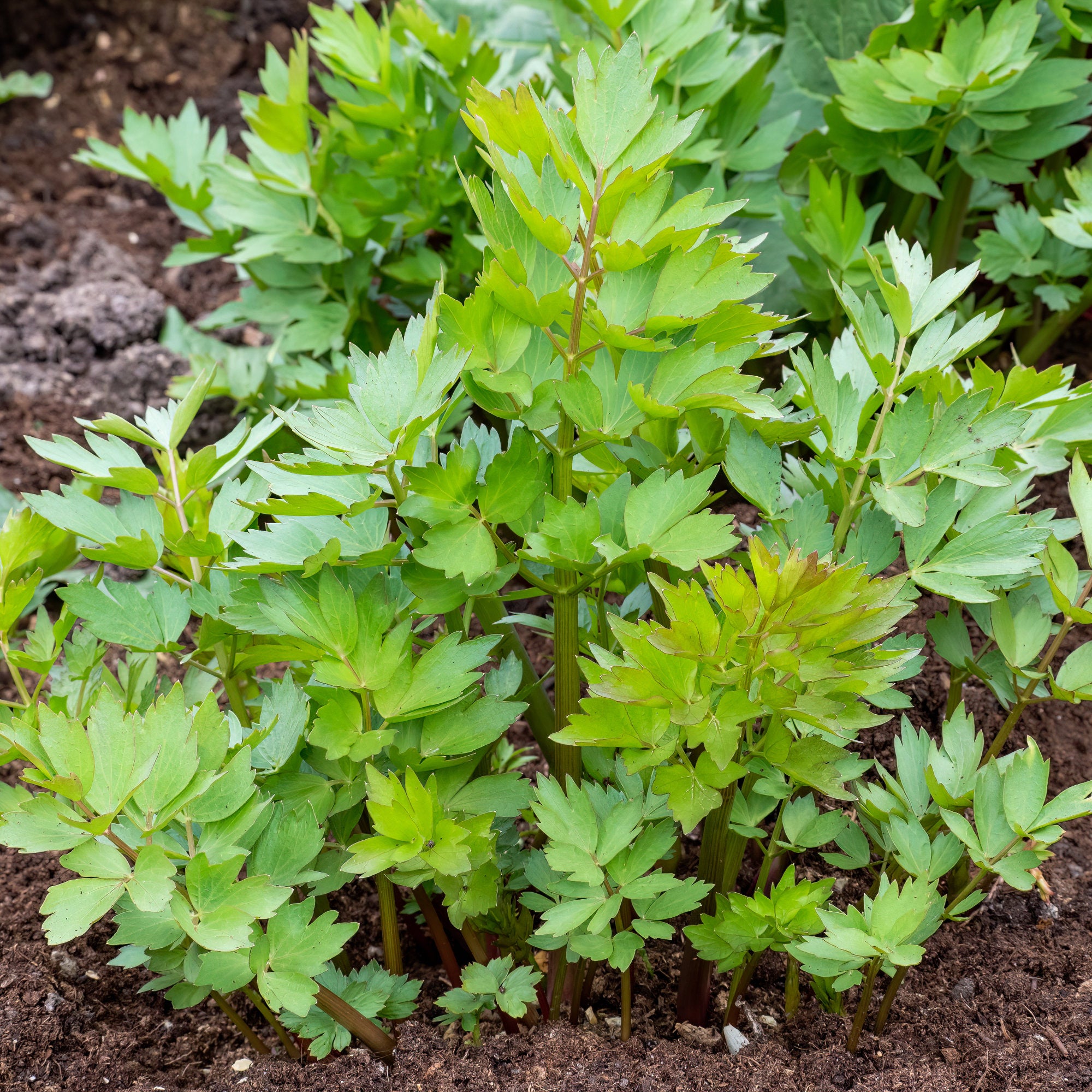 Bakker Livèche céleri perpétuel plante aromatique pot 9cm