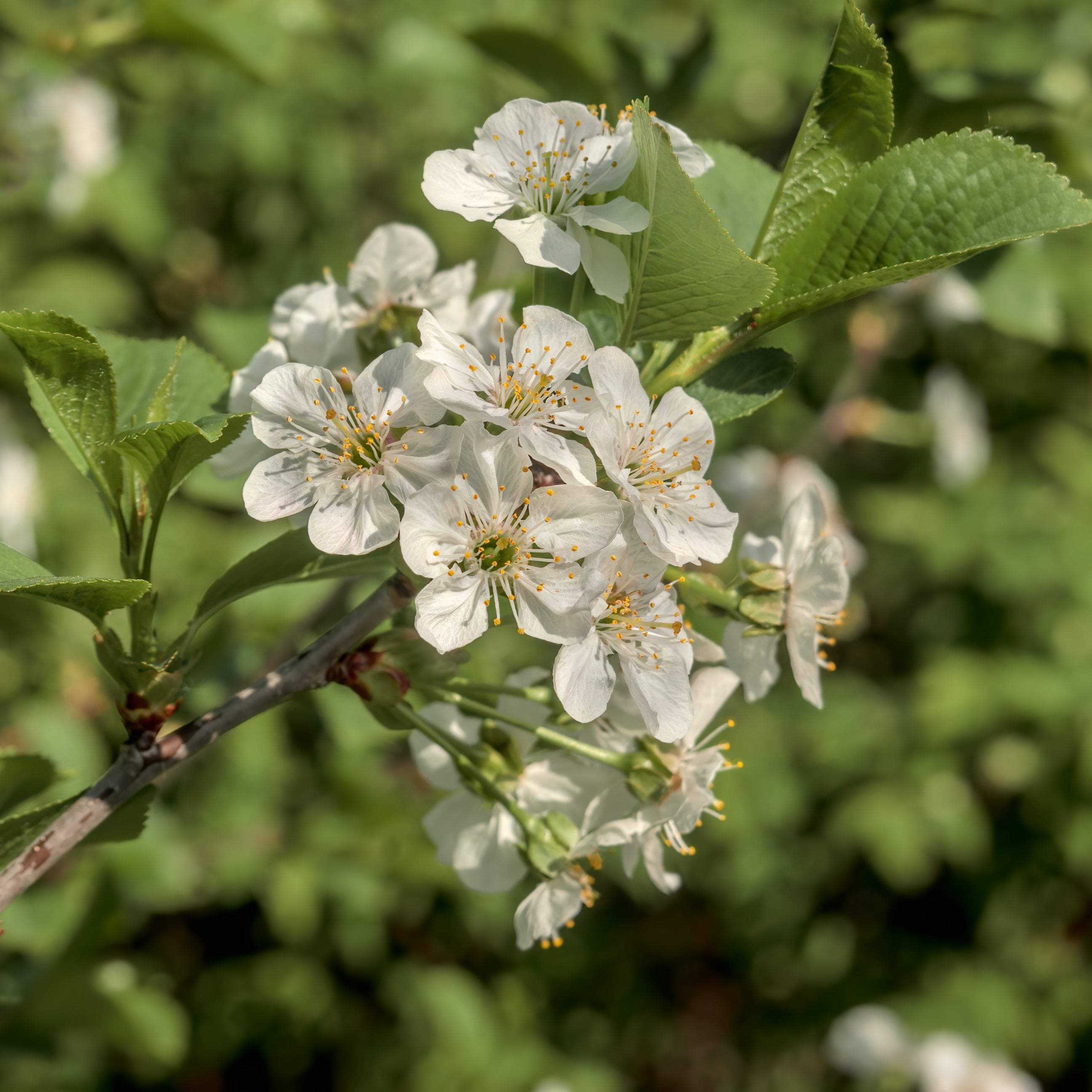 Bakker Merisier des oiseaux pot 2L arbre fleurs blanches 80-100cm