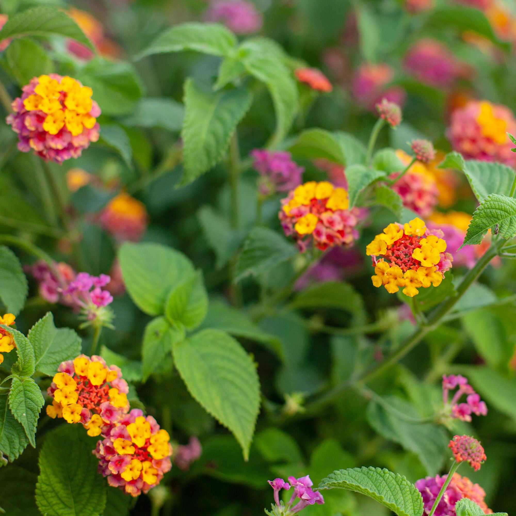 Bakker Lantana Passionfruit fleur terrasse 3 pots multicolore