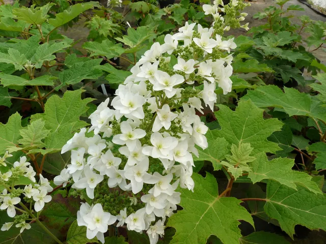 Les Hortensias du Haut Bois Snow Flake hortensia godet jardin