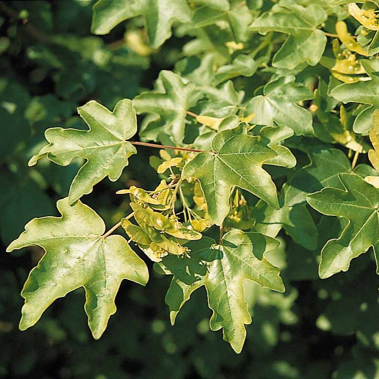 Bakker Érable champêtre haie 10 plants racines nues 60cm