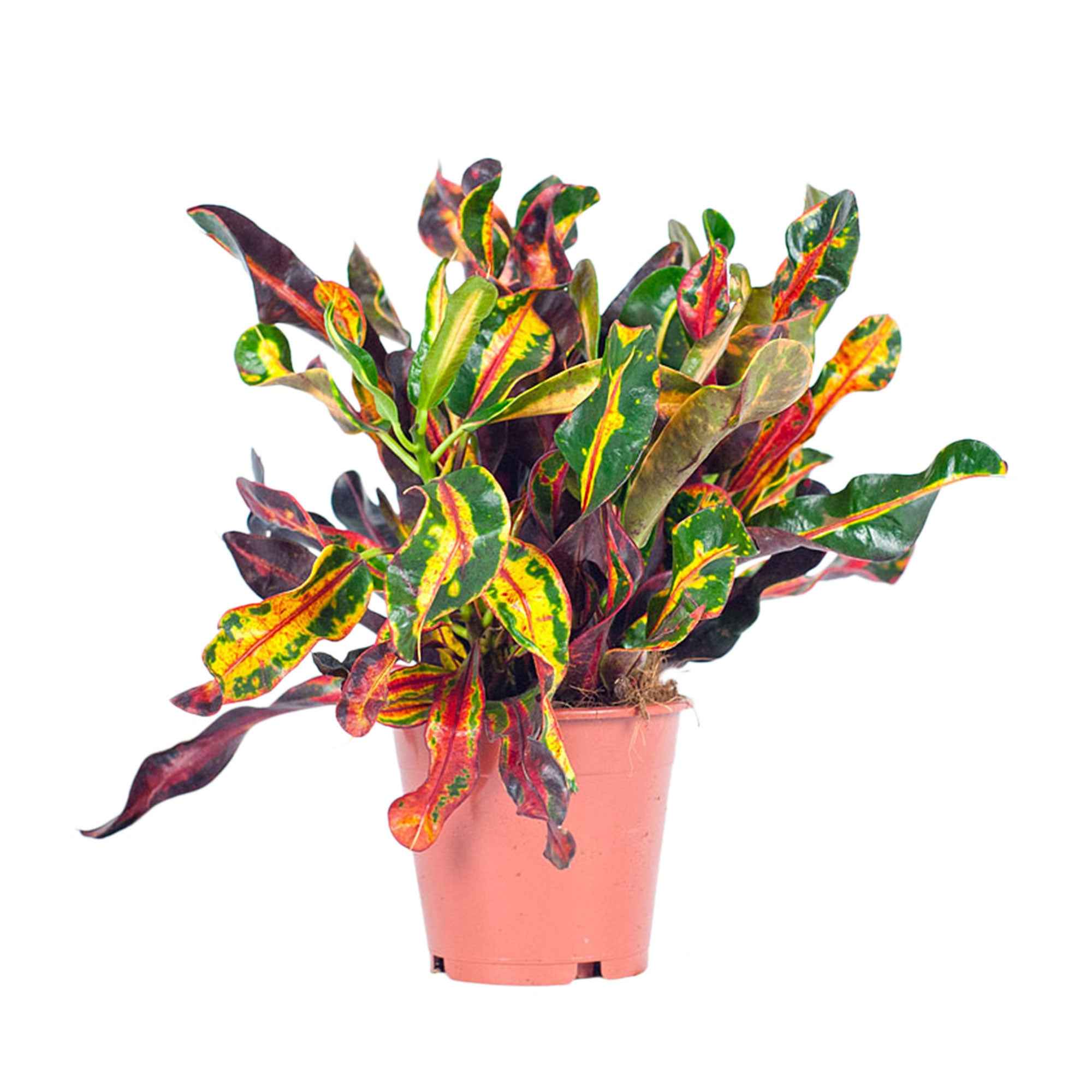 Bakker Croton Codiaeum 'Mammi' plante d'intérieur pot Ø 12 cm multicolore