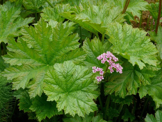 Passion Vivaces Darmera peltata plante vivace pot 1 litre rose