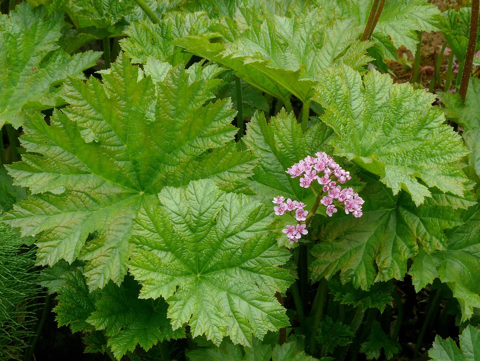 Passion Vivaces Darmera peltata plante vivace pot 1 litre rose