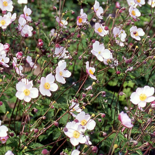 Bakker Robustissima anémone du Japon pot 8 cm blanc rosé
