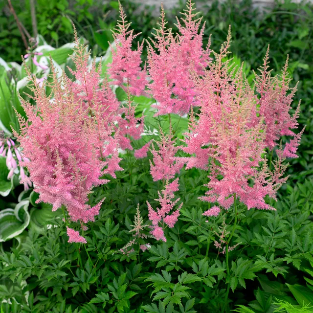 Bakker Astilbe Anita Pfeifer plante vivace pot 8cm rose