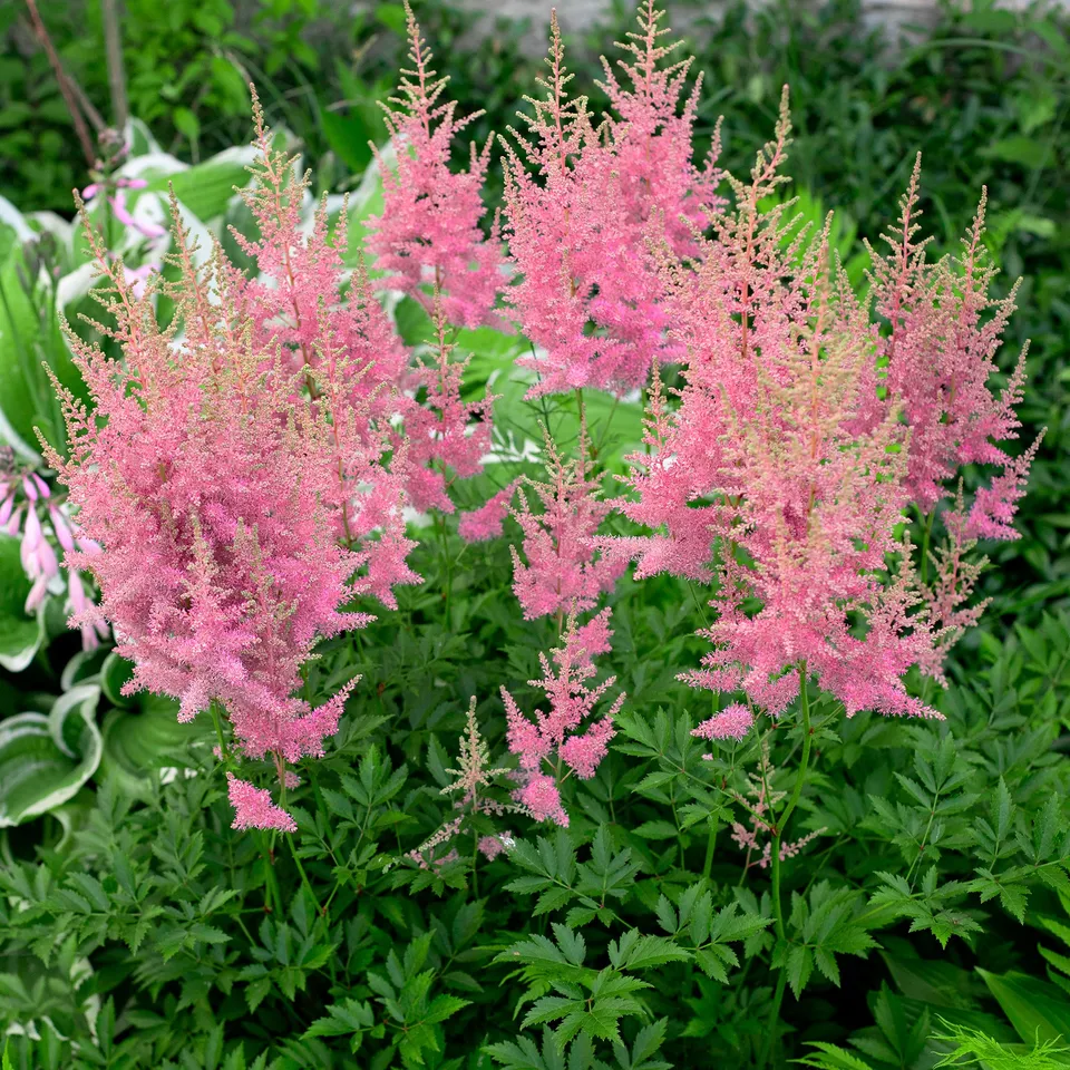 Bakker Astilbe Anita Pfeifer plante vivace pot 8cm rose