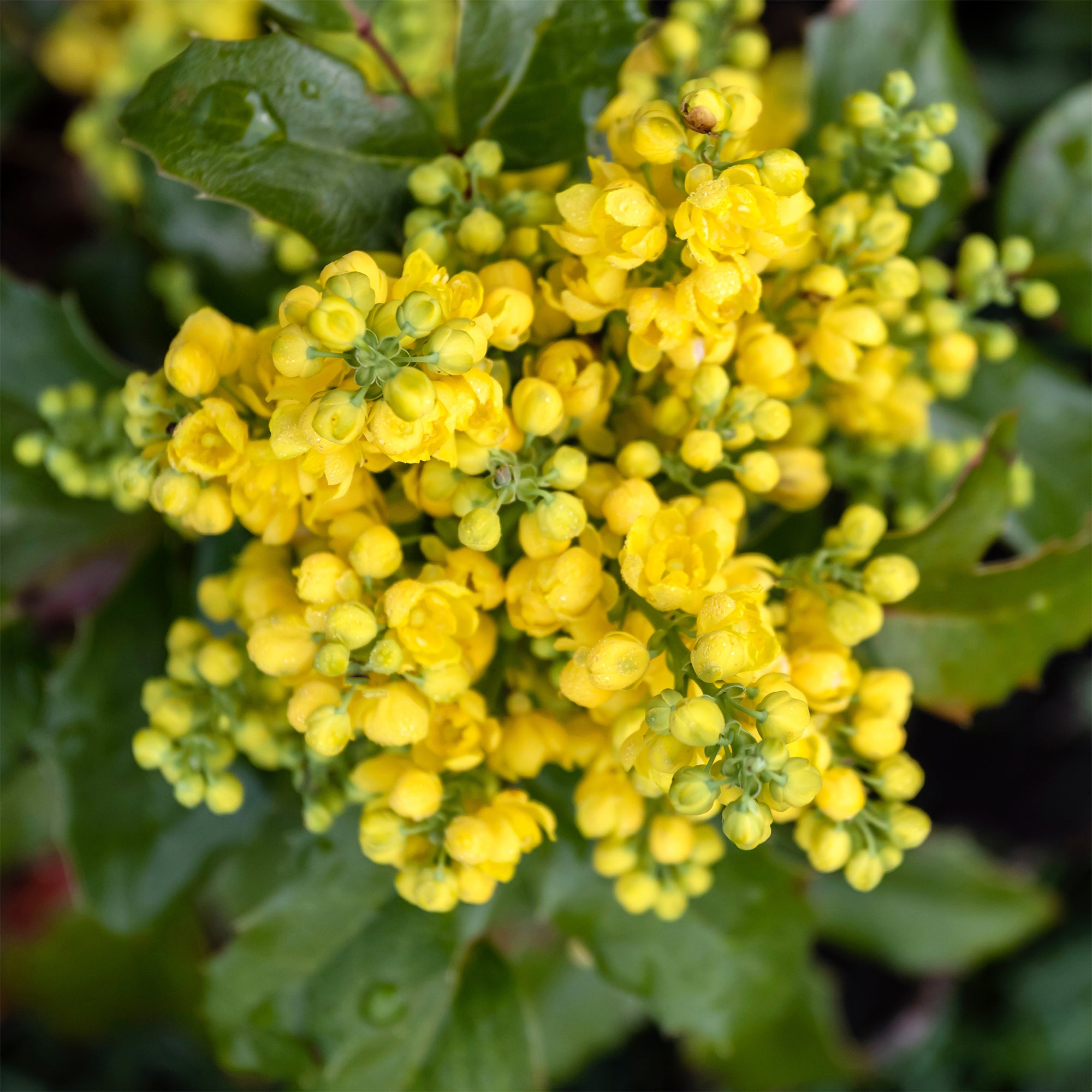 Bakker Mahonia Apollo arbuste motte 20-30cm persistant