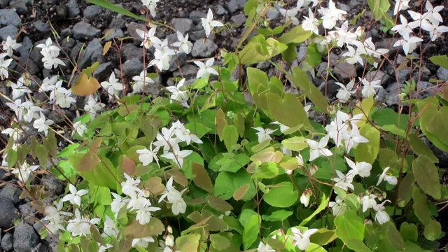 Passion Vivaces Epimedium youngianum Niveum plante pot 1L fleurs blanches