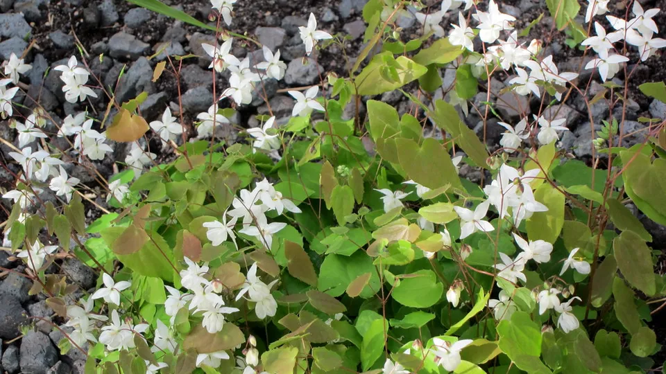 Passion Vivaces Epimedium youngianum Niveum plante pot 1L fleurs blanches