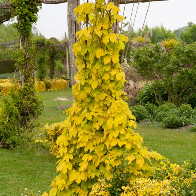 Bakker Houblon doré plante grimpante pot 1,5L feuillage jaune