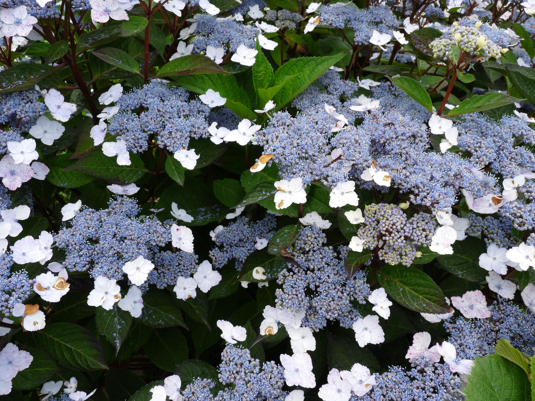 Les Hortensias du Haut Bois Belzonii hortensia serrata godet massif