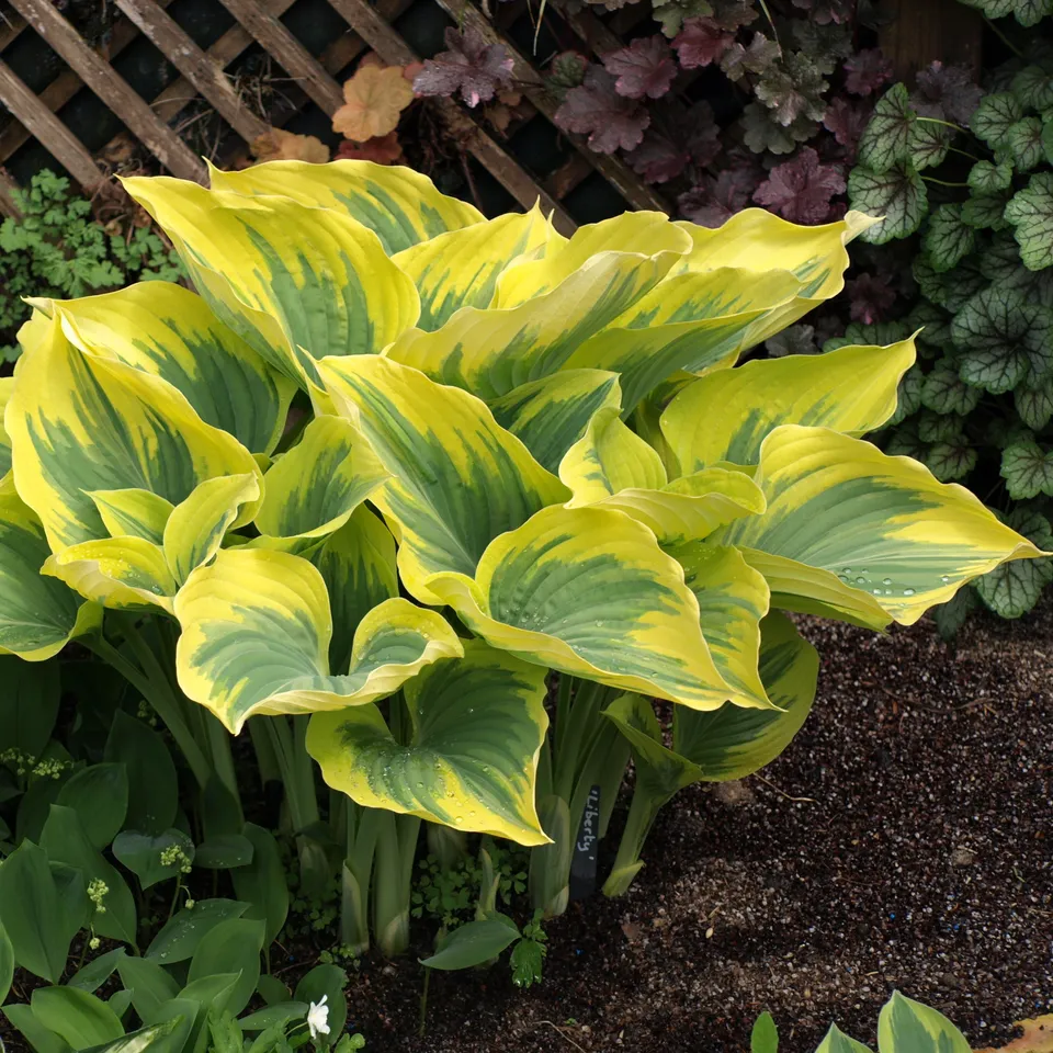 Hosta Liberty plante vivace feuilles bleuté bordure crème