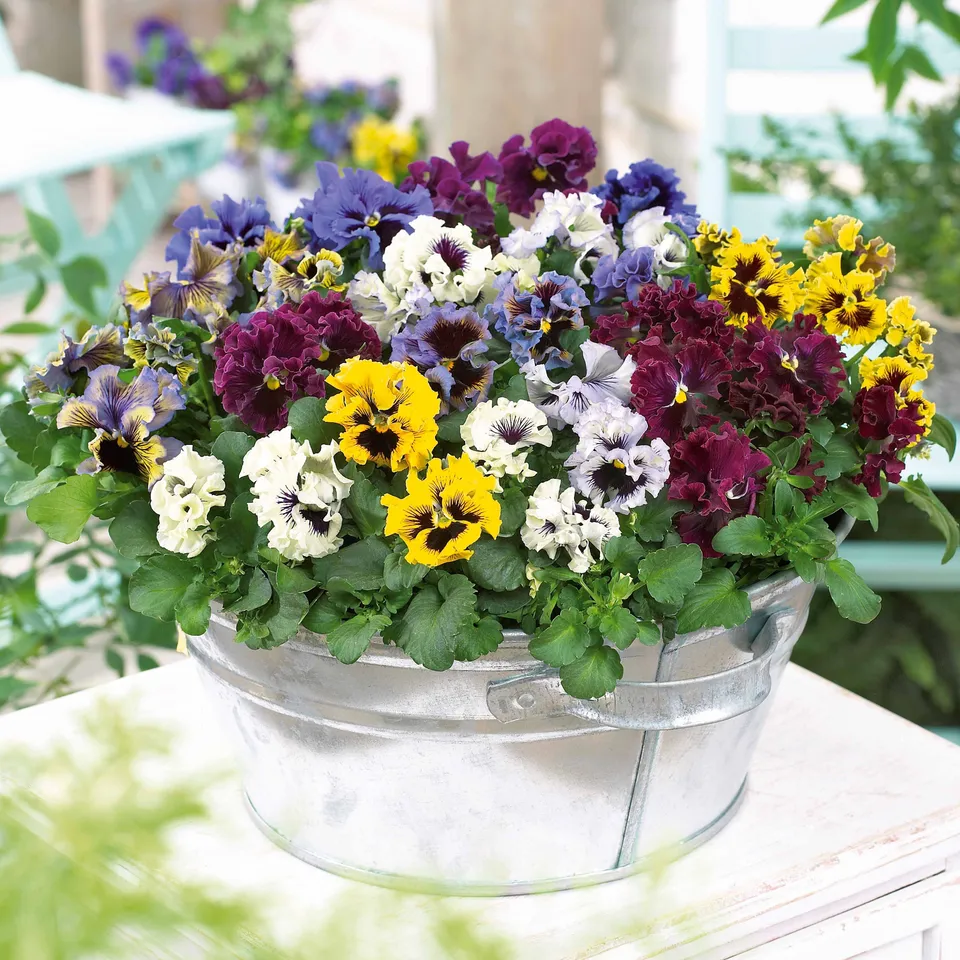 Bakker 2 Pensées frisées en mélange vivace 2 pots 9cm