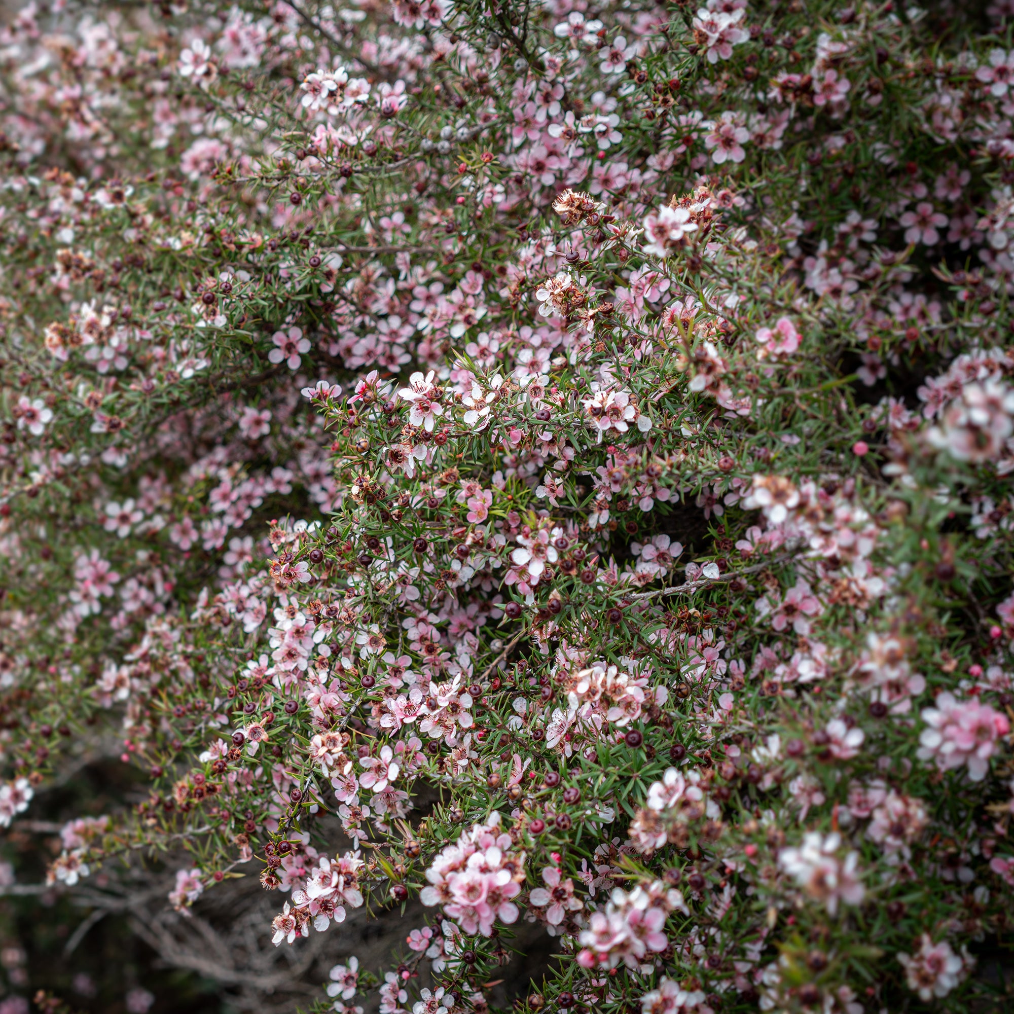 Bakker Martini arbre à thé pot Ø9cm floraison rose