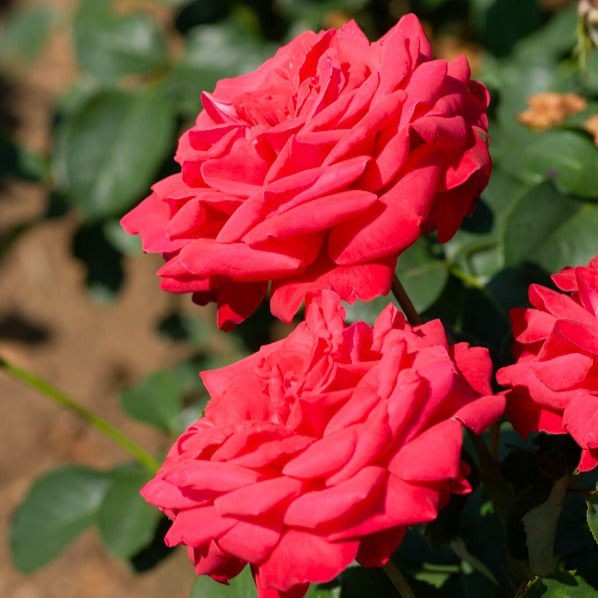 Bakker Dame de Coeur rosier tige racine nue rouge 90-100cm