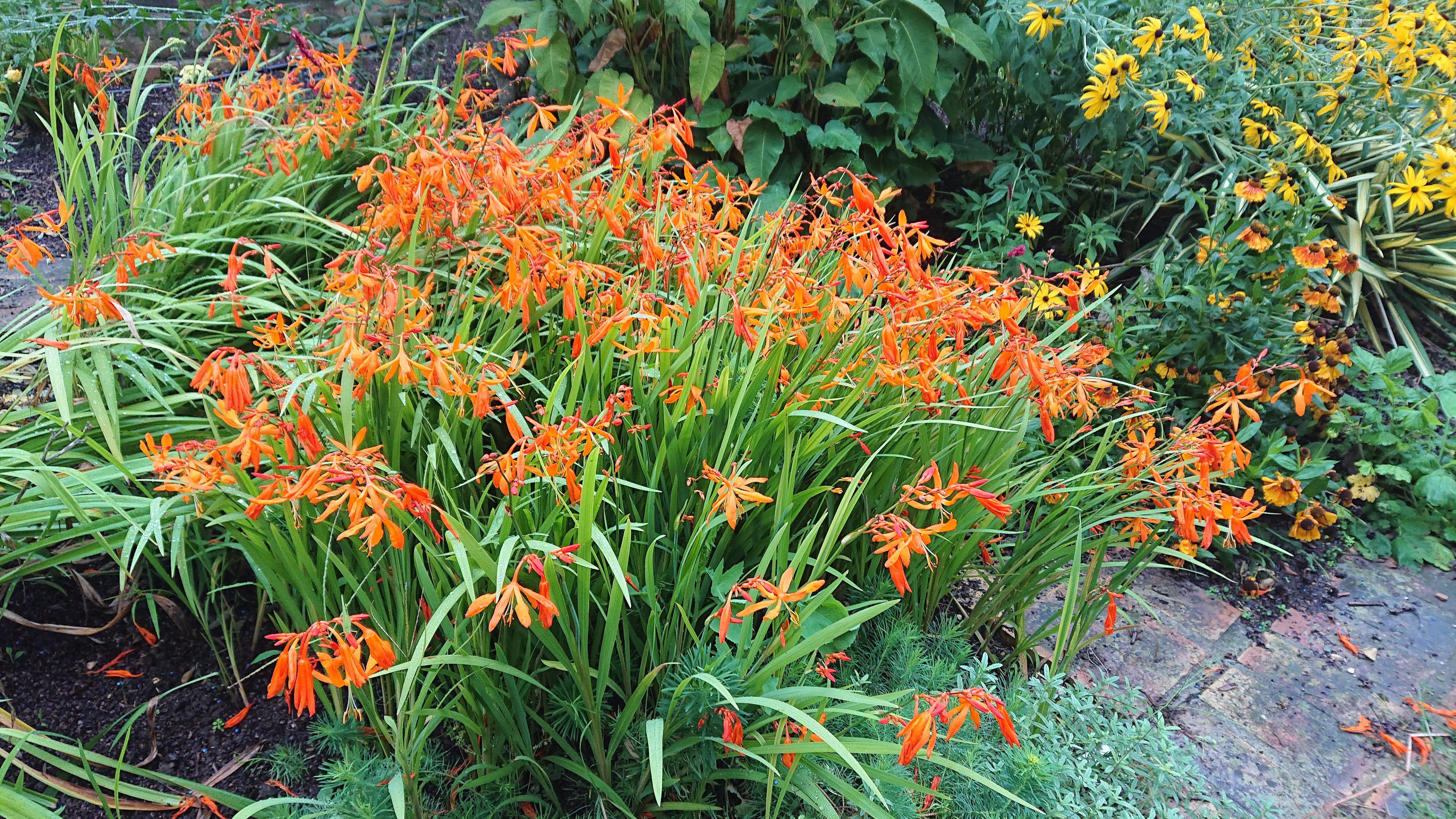 Passion Vivaces Crocosmia Golden Ballerina plante vivace godet orange