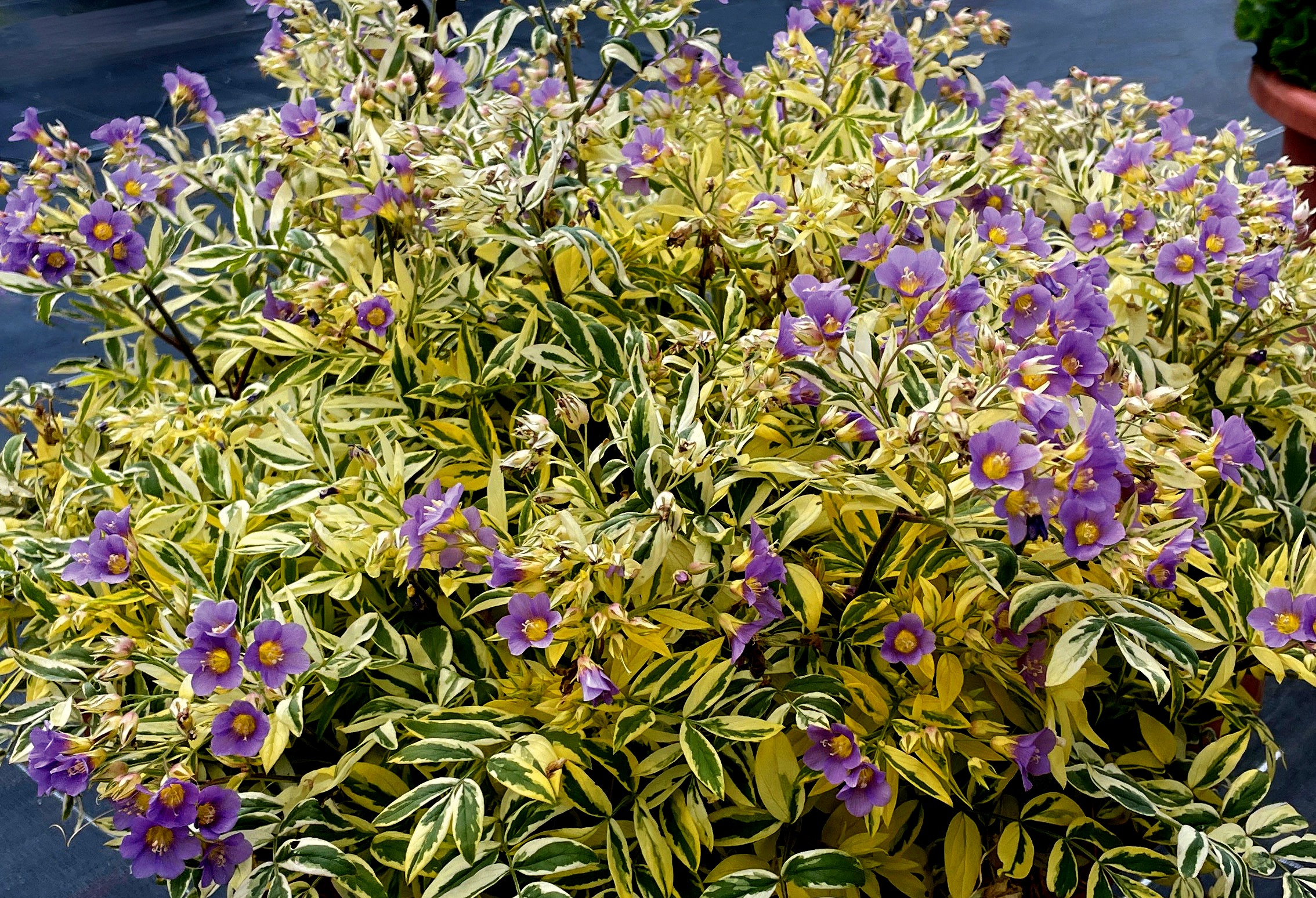 Pépinières Ripoche Polemonium caeruleum Golden Feathers plante ombre