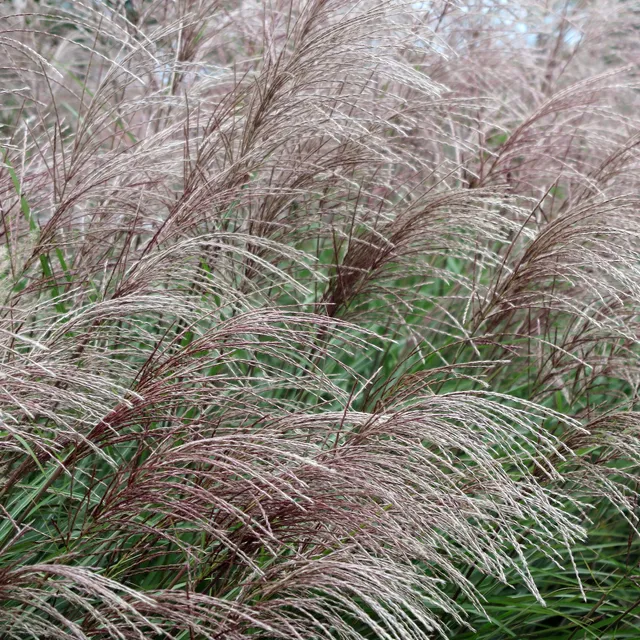 Bakker Eulalie China Miscanthus graminée pot 9cm rouge