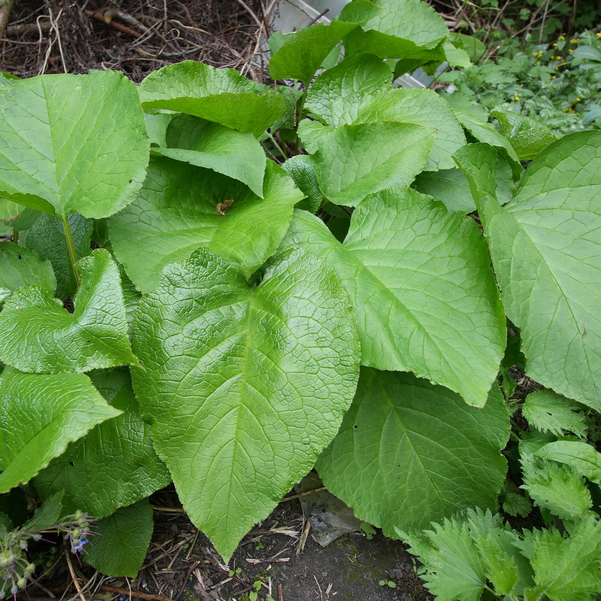 Bakker Trachystemon orientalis plante vivace pot 9cm bleue