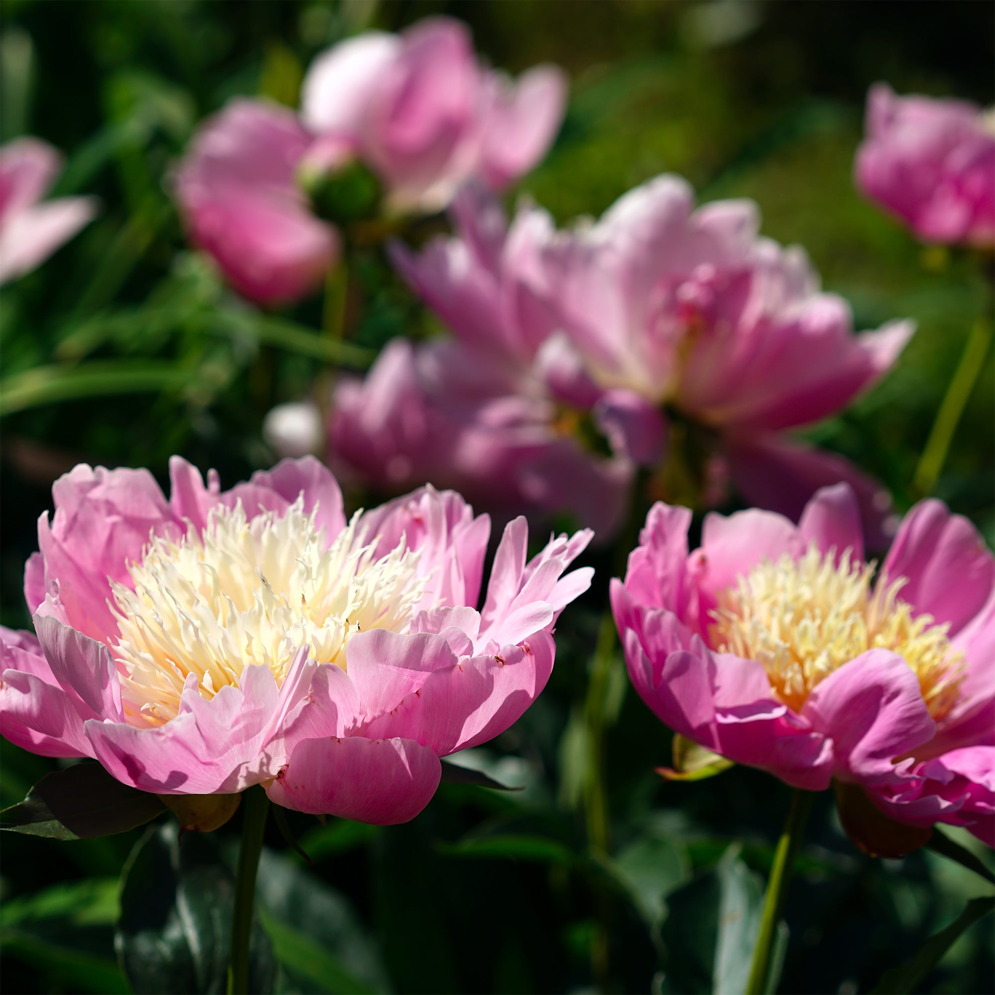 Bakker Pivoine Fantastic plante vivace racine nue fleurs roses