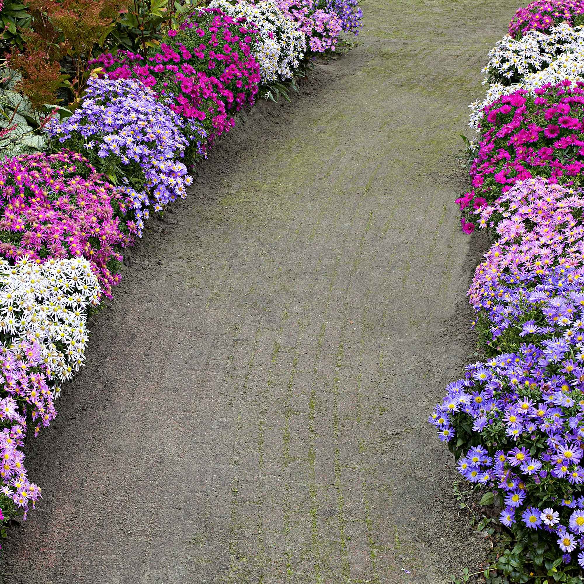 Bakker Aster d'automne en mélange vivace 4 racines nues rose