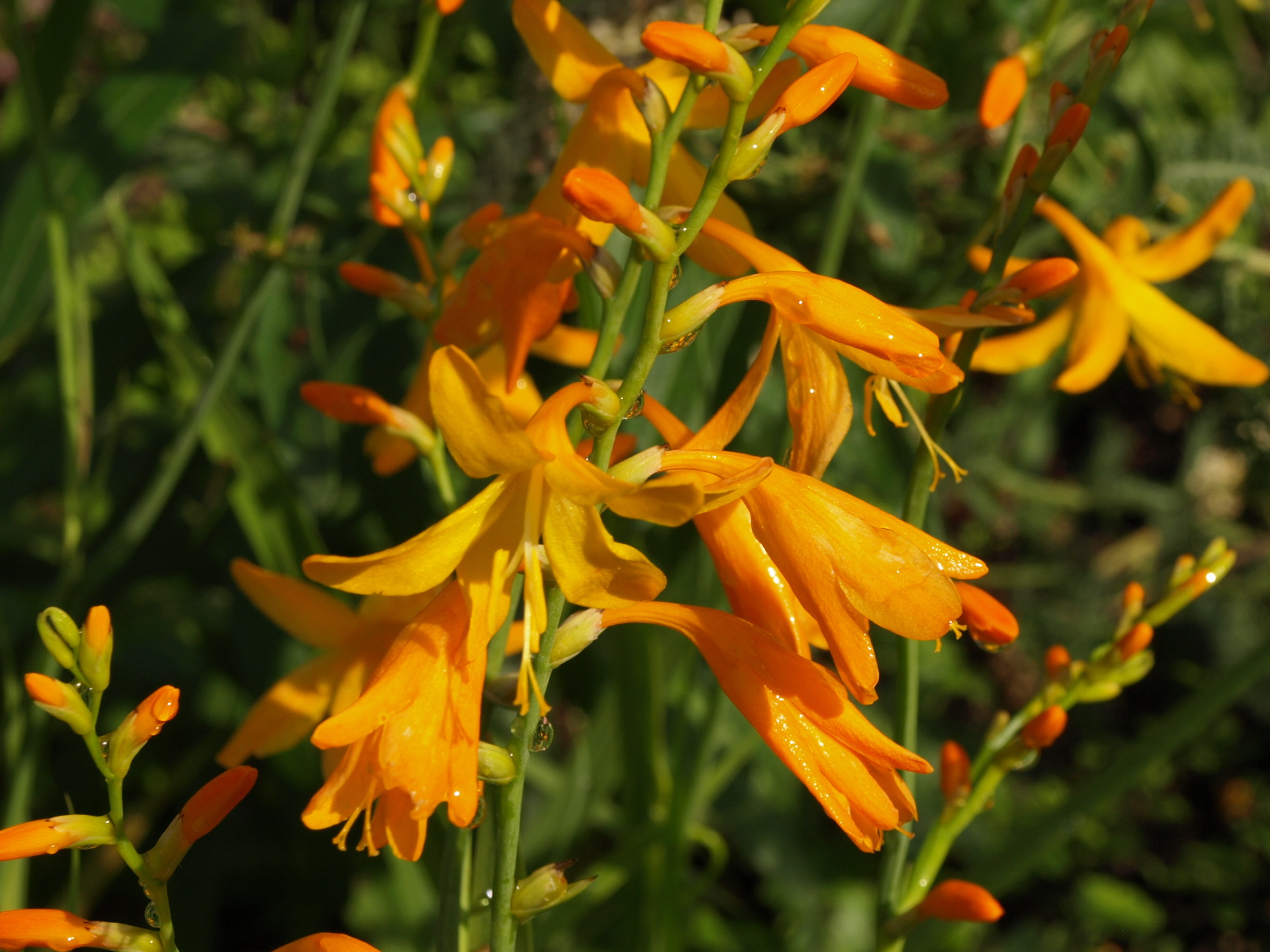 Passion Vivaces Crocosmia John Boots montbretia godet jaune