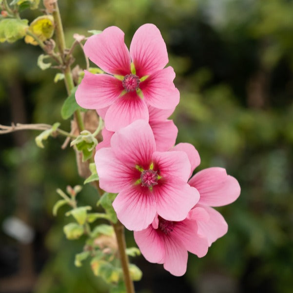 Bakker El Rayo mauve du Cap arbuste pot 2L rose 20-30cm