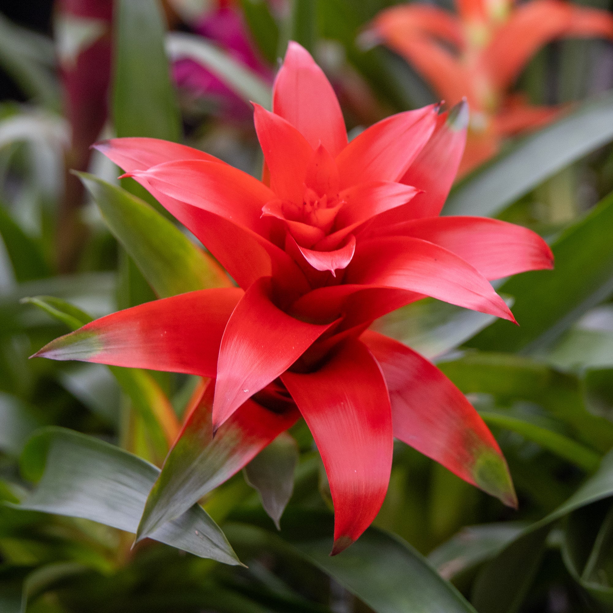 Bakker Bromelia rouge plante d'intérieur pot 9cm fleur 6 mois