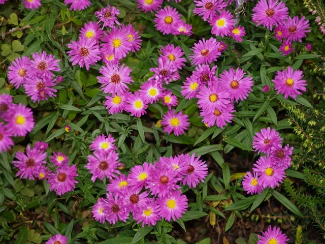 Passion Vivaces Aster Alice Haslam plante vivace godet rose