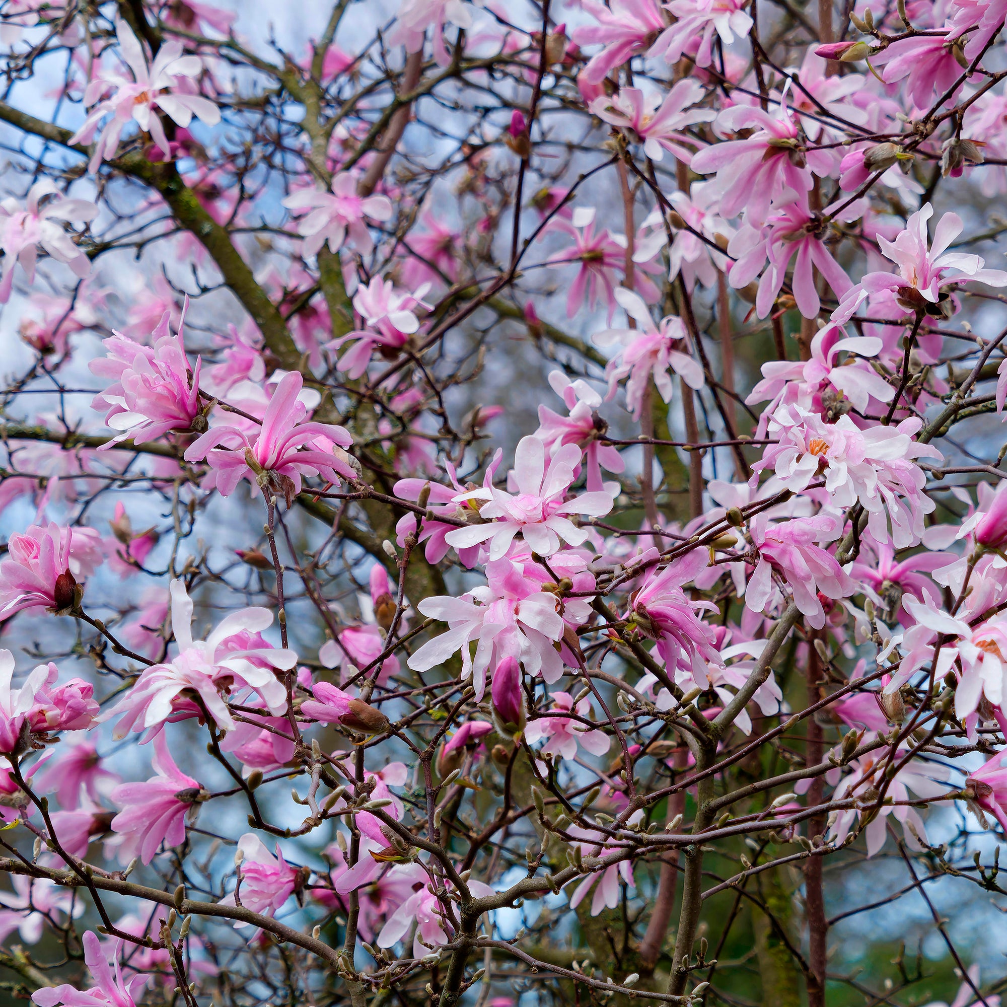 Bakker Magnolia Leonard Messel arbuste pot 4,5L rose