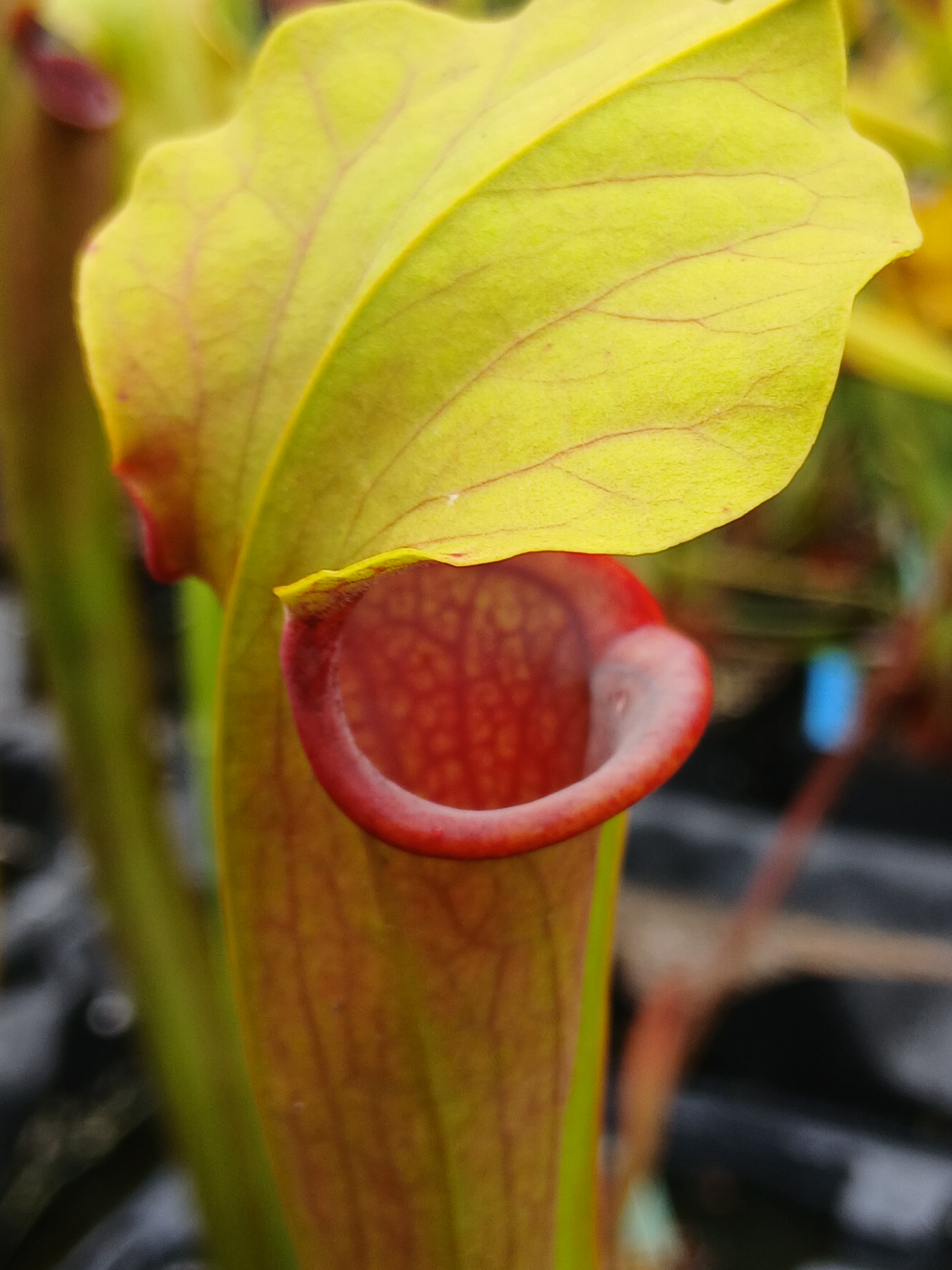 Carniflore Sarracenia CFH154 plante carnivore rouge 1 pousse