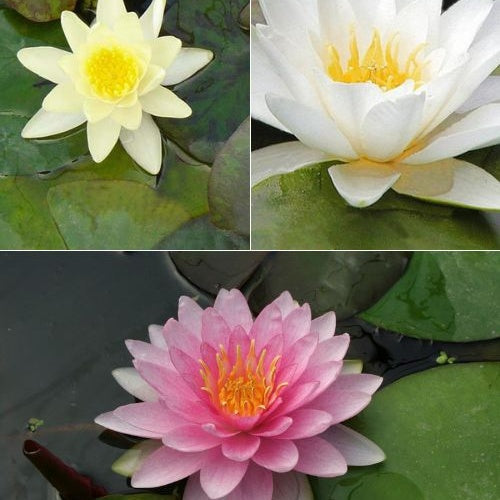 Bakker Nénuphars roses jaunes blancs 3 pots Ø 9cm bassin