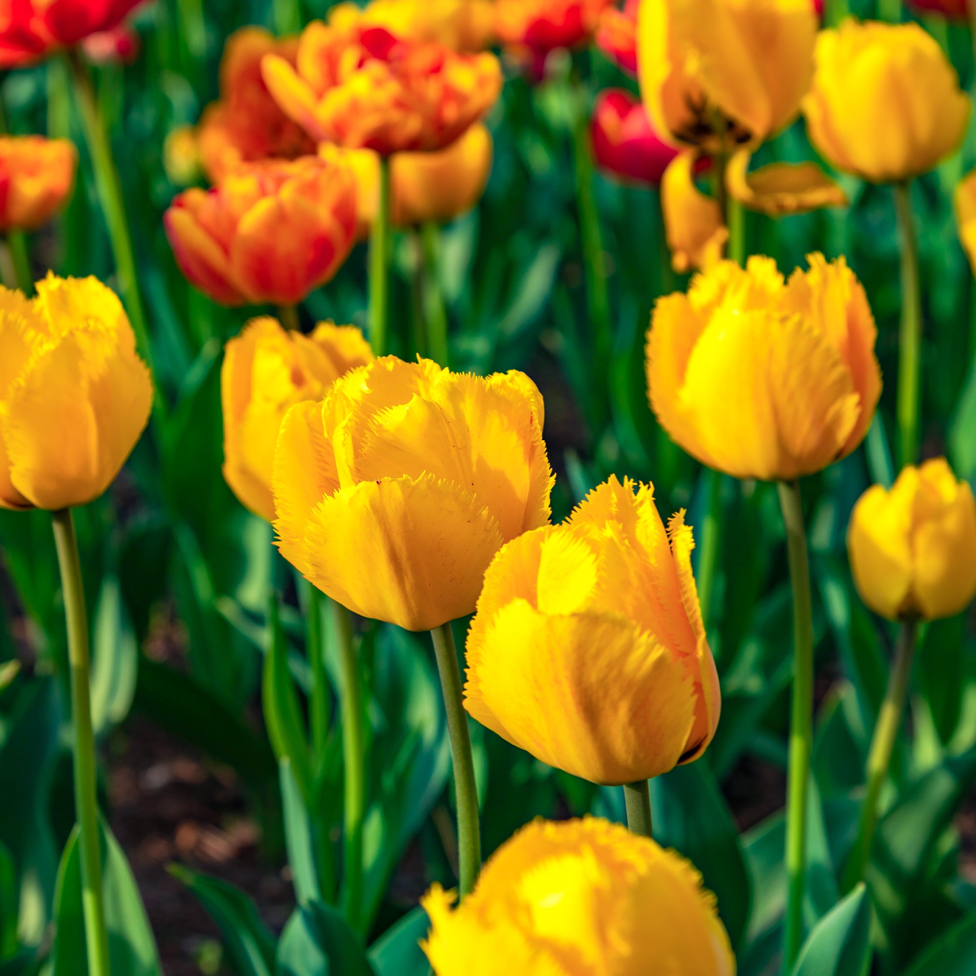 Bakker Tulipes Crystal Star bulbes jaunes 10 bulbes