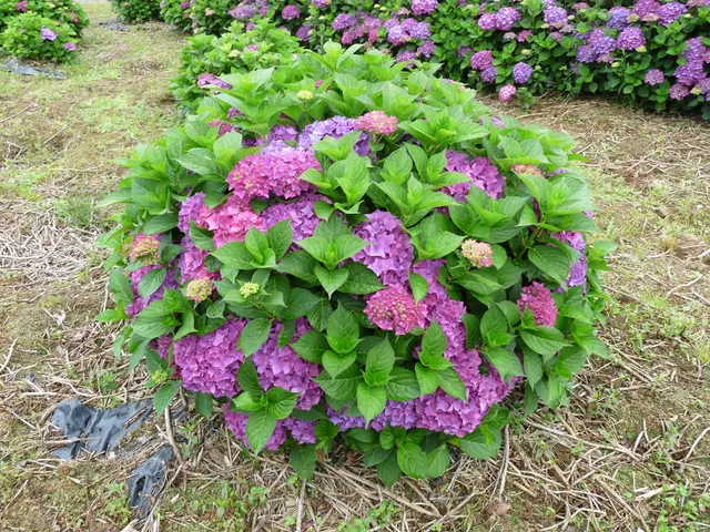 Les Hortensias du Haut Bois Merkur hortensia macrophylla rouge