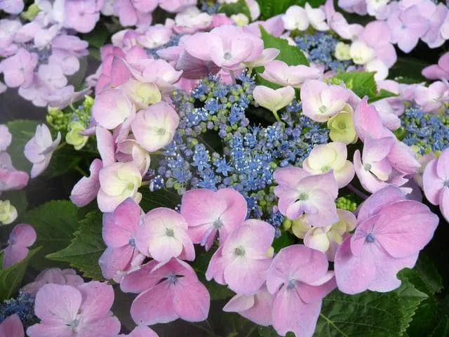 Les Hortensias du Haut Bois Messaline hortensia plates