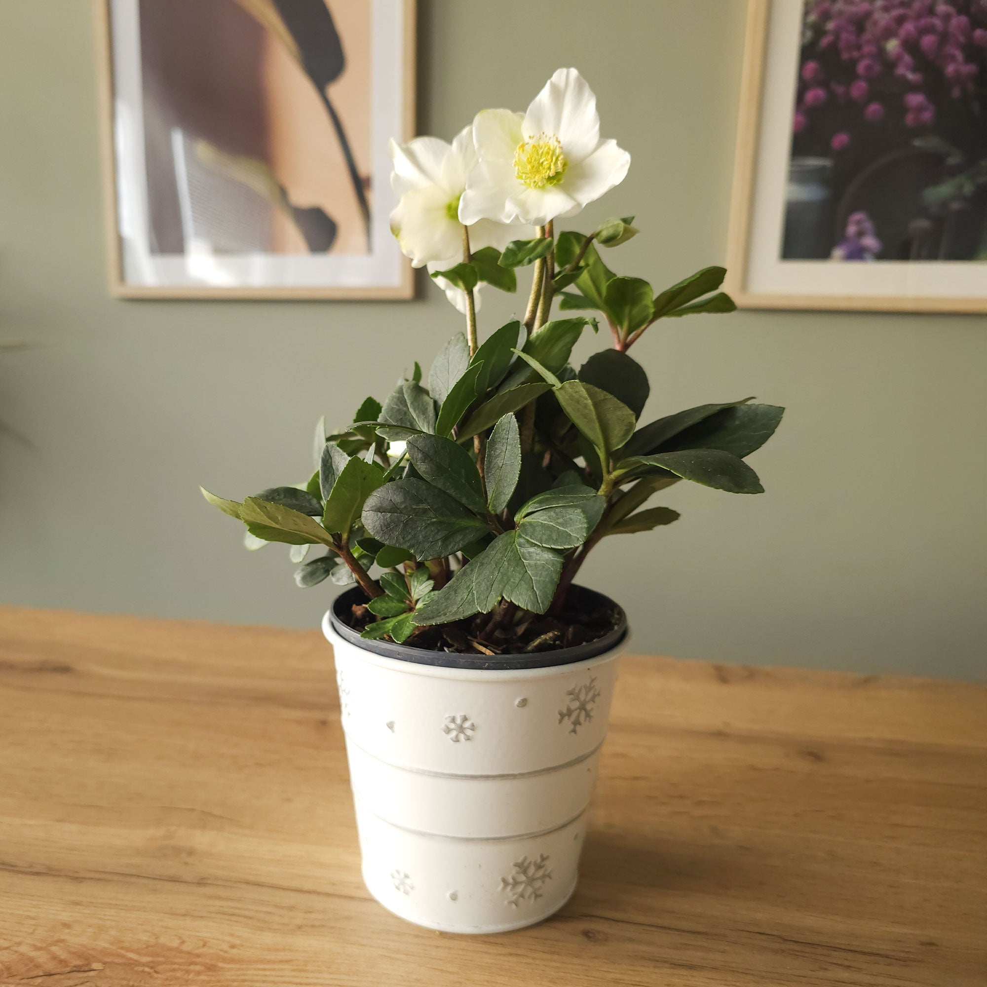 Bakker Hellébore Noël plante pot 12cm blanche Christmas Carol