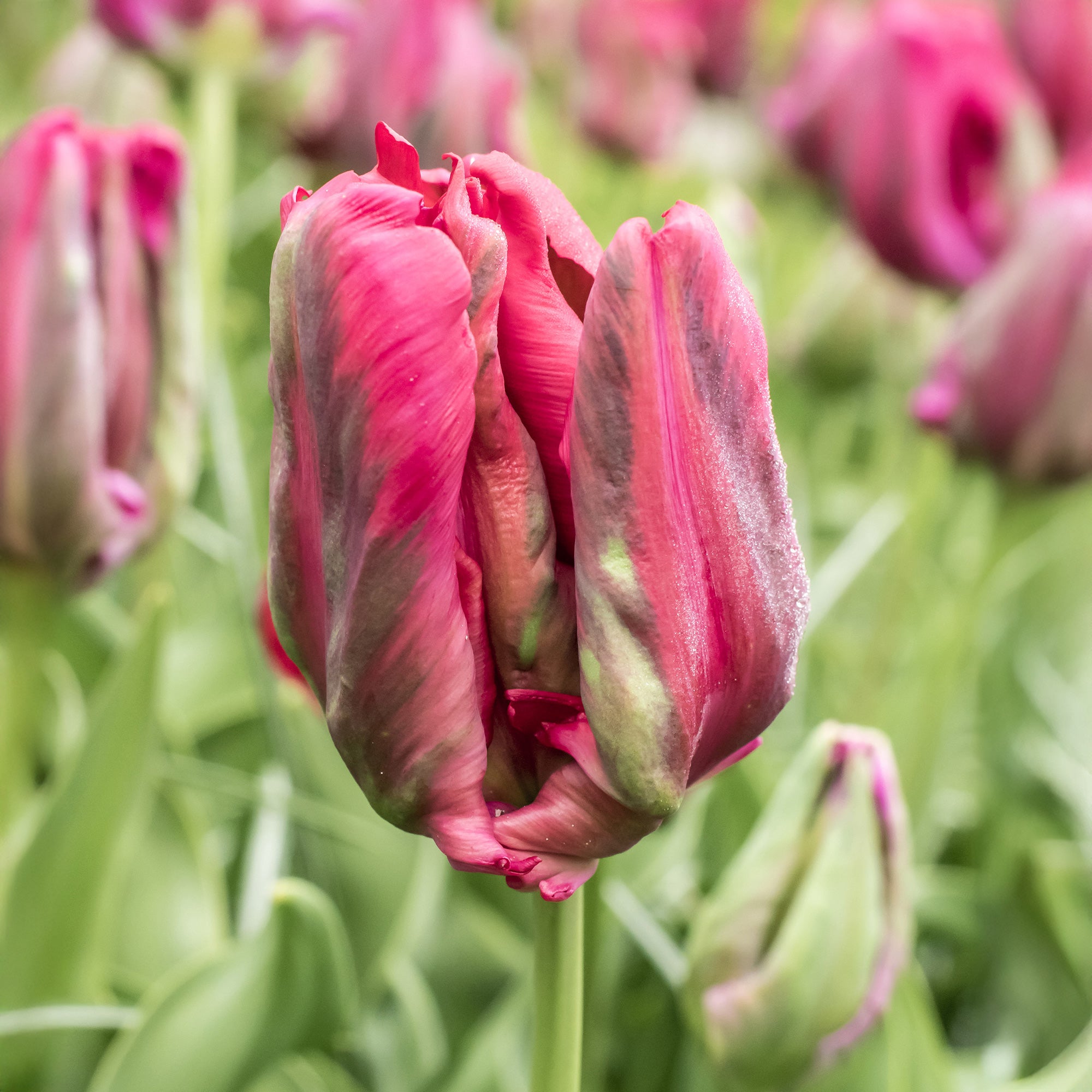 Bakker Tulipe perroquet Red Madona bulbes sachet 8 rouge