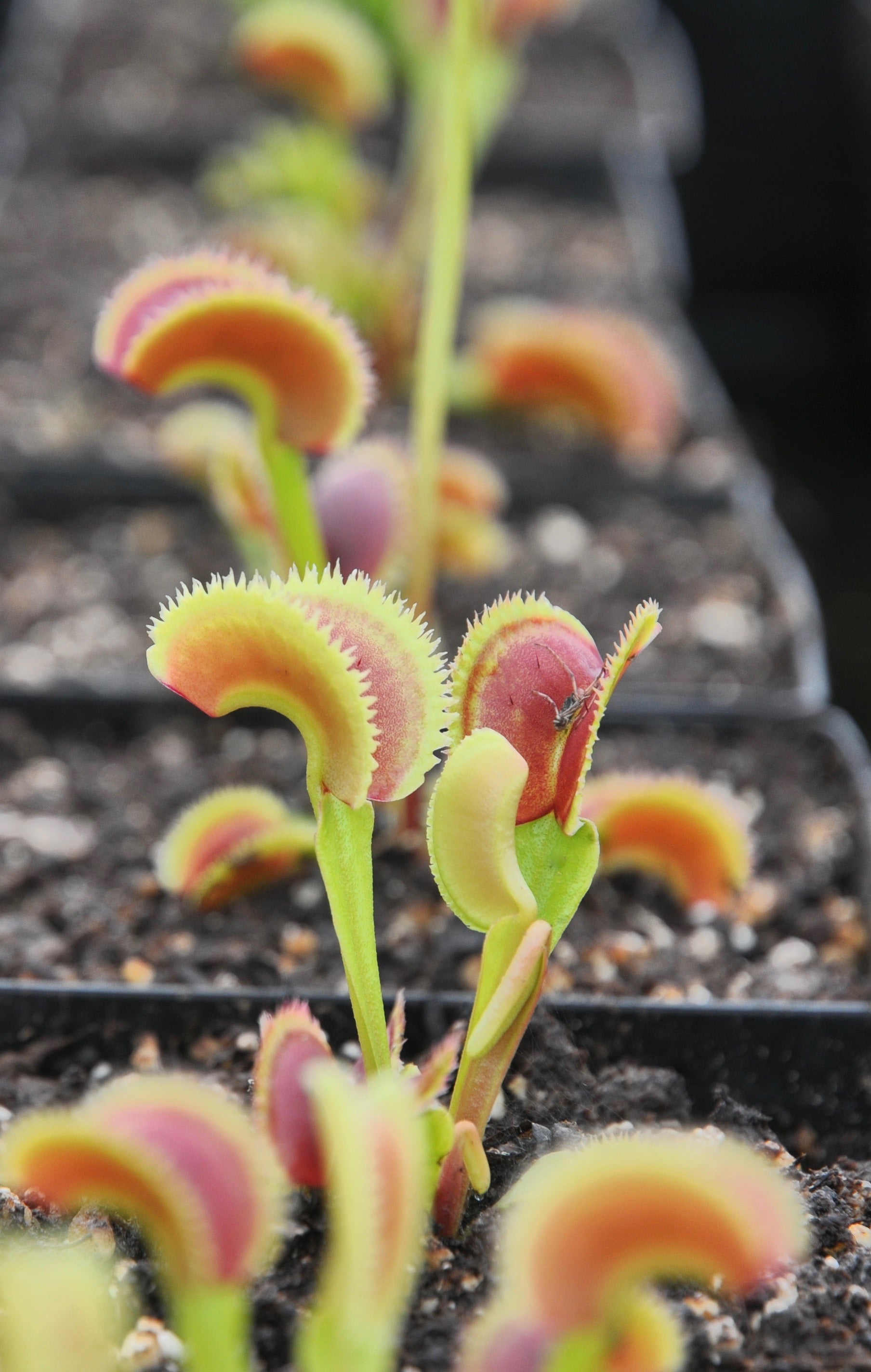 Carniflore Dionée Dentate Traps plante carnivore pot 9cm