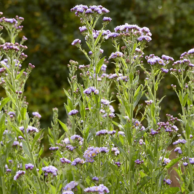 Bakker Vivaces Aster Tartarie Jindai pot Ø9cm violet