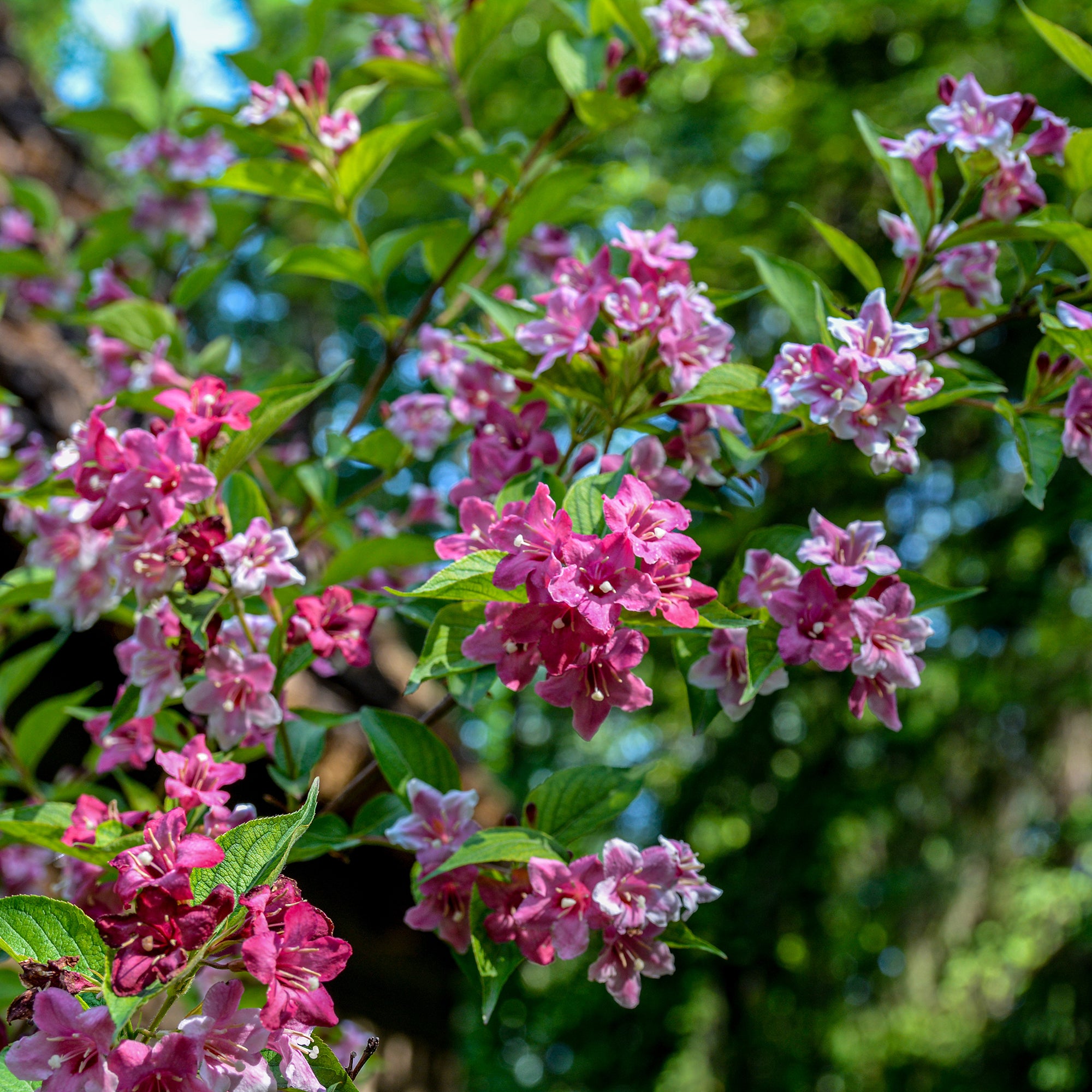 Bakker Weigelia Pink Princess arbuste pot 9cm 15cm fleurs roses