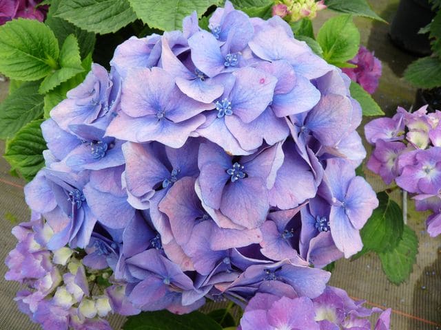 Les Hortensias du Haut Bois Ursula hortensia boule godet