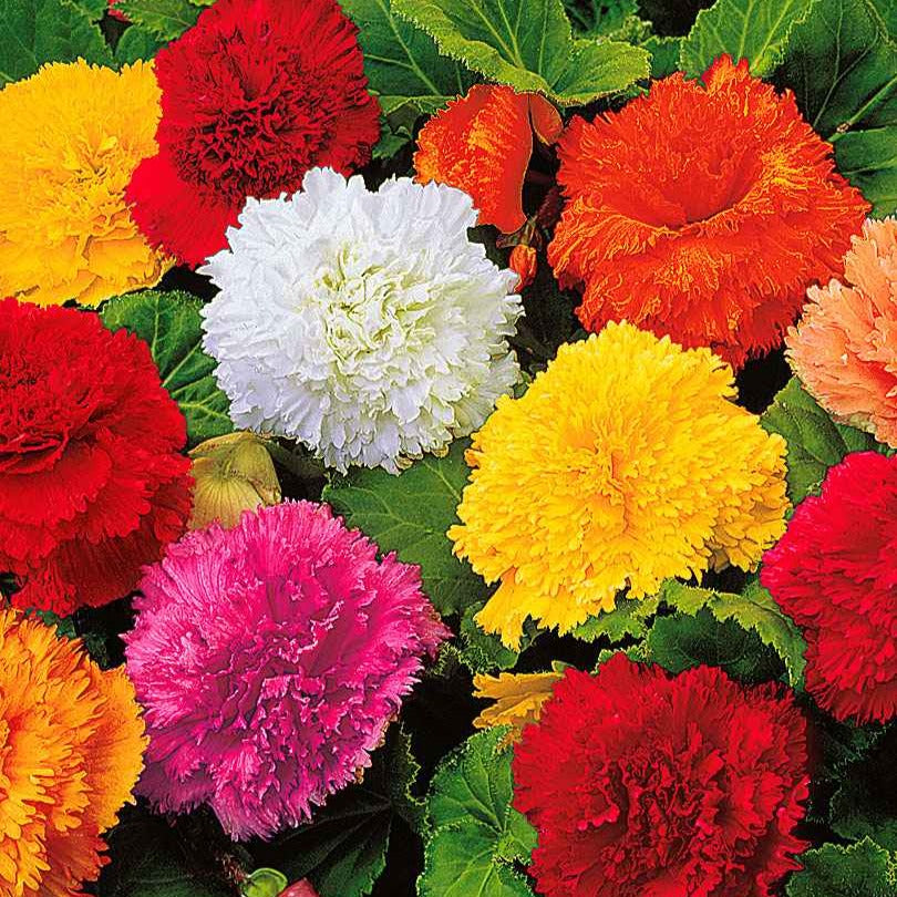 Bakker Bégonias frangés mélange sachet 10 bulbes fleurs doubles