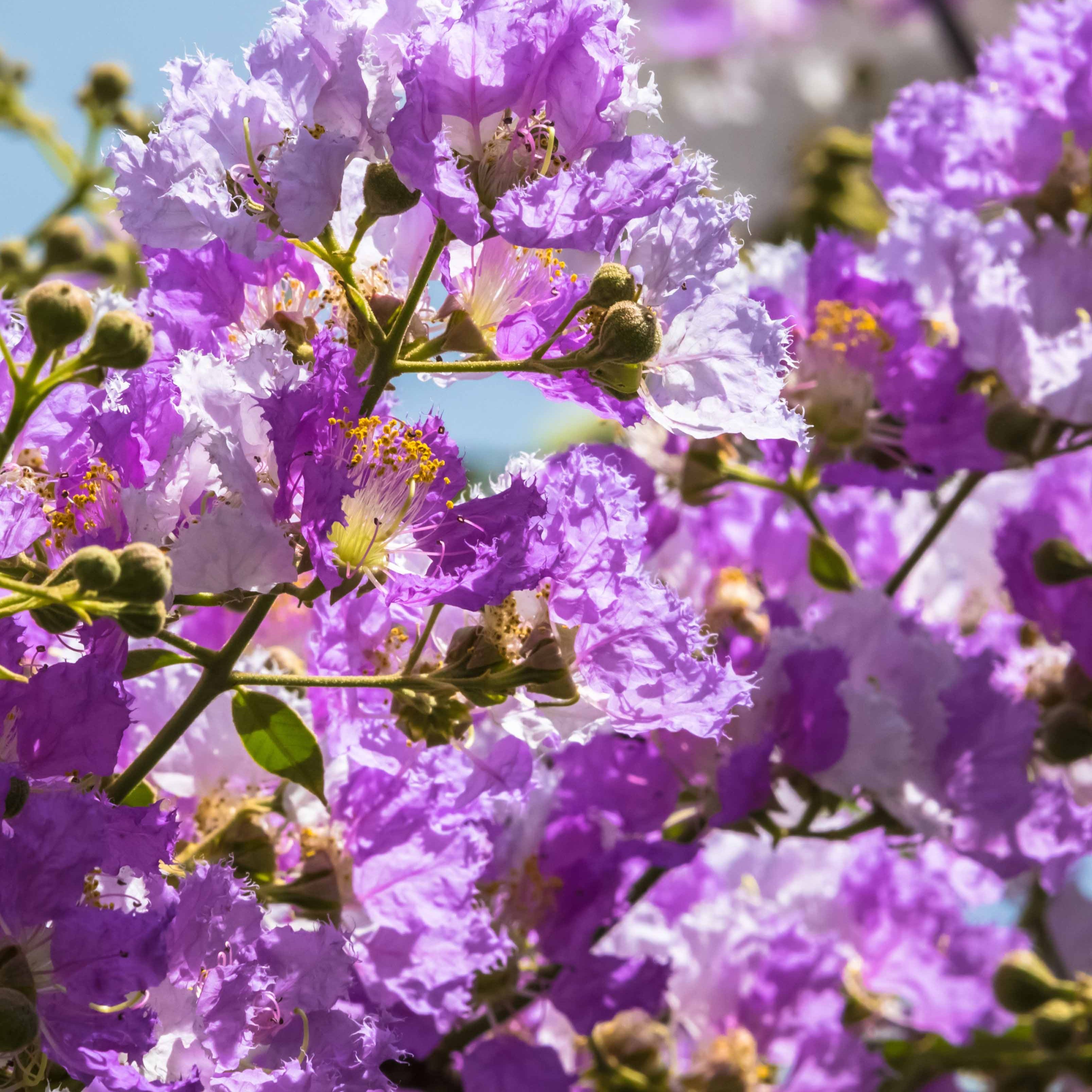 Bakker Lilas des Indes violet Lagerstroemia pot Ø15cm été