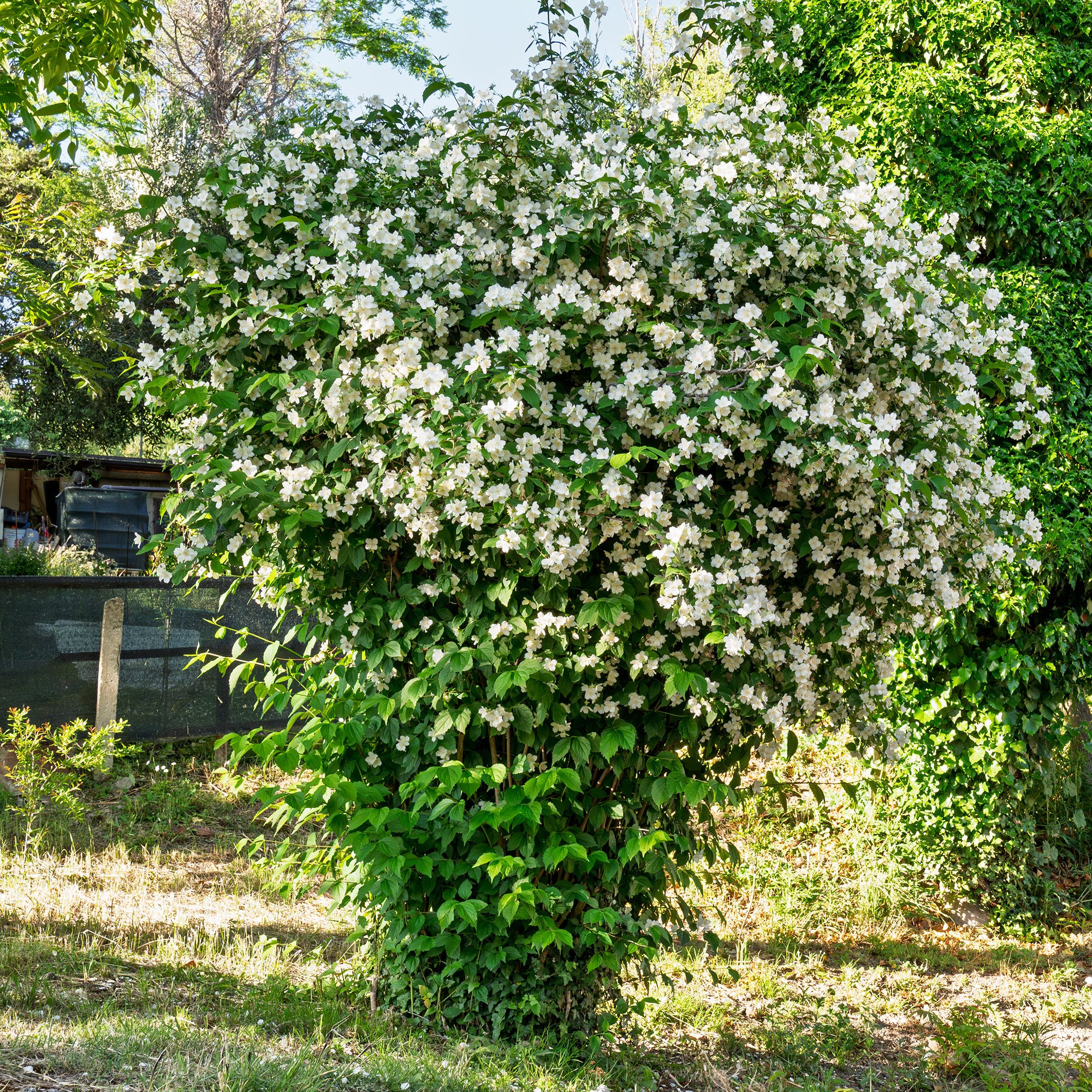 Bakker Arbustes Seringat des jardins pot 4,5L parfumé