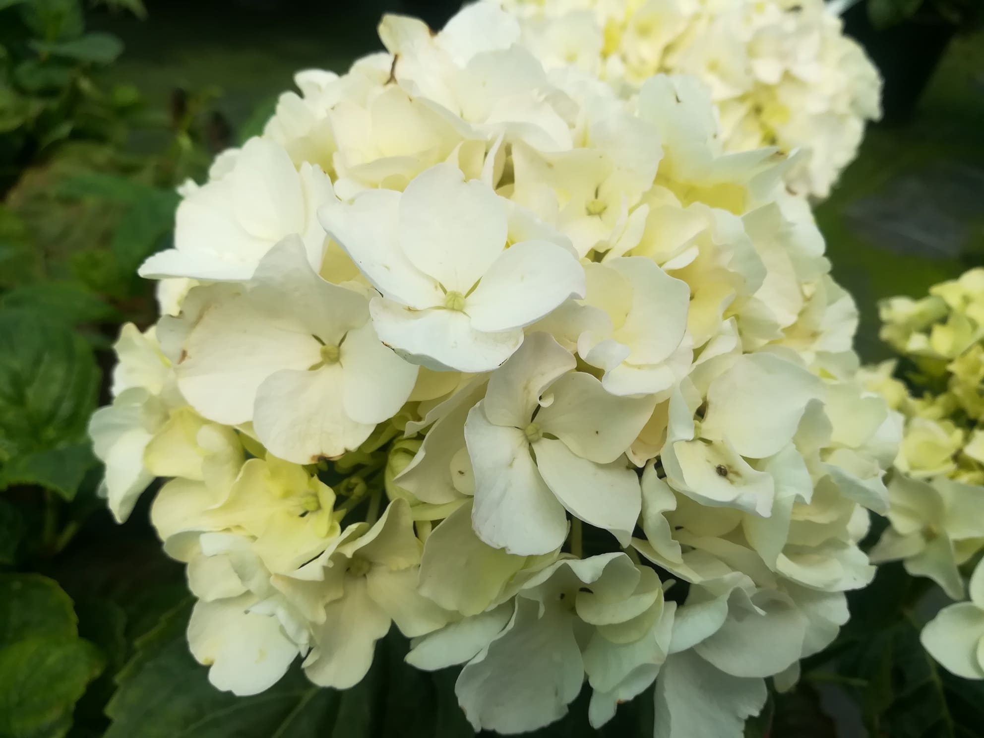 Les Hortensias du Haut Bois Bichon hortensia fleurs rondes mi-ombre